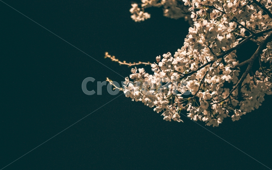 벚꽃,꽃,사쿠라,봄,봄꽃,저녁,밤하늘,저녁벚꽃,밤하늘벚꽃,봄,계절,spring,season,야경,밤,풍경,nightscape,night,landscape,식물,자연,plants,nature,꽃,flower,감성,sensible,feeling,plant,blossom