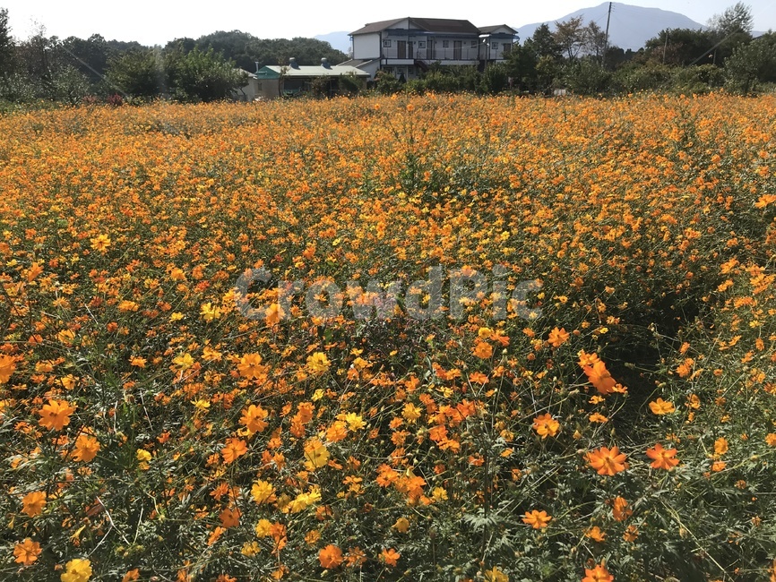 flower,꽃,식물,plant,잔디