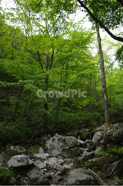숲,풍경,나무,식물,초록,바위,자연,풍경,nature,landscape,식물,plants,나무,trees,wood,tree,plant
