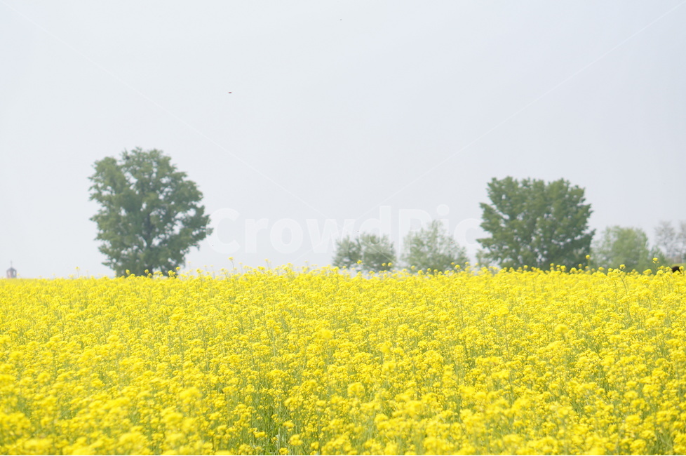 유채꽃,봄,노랑노랑,햇살,나무,풍경,봄,계절,spring,season,자연,풍경,nature,landscape,field,들,outdoors,옥외,grassland,목초지