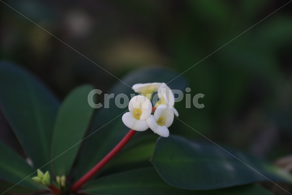 plant,leaf,잎,하얀꽃,꽃기린,flower,꽃,꽃잎,식물,식물,자연,plants,nature,꽃,flower