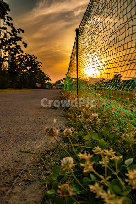 light,빛,flare,플레어,노을,식물,자연,plants,nature,꽃,flower