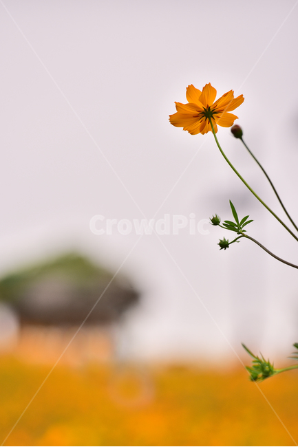 노랑코스모스,코스모스,꽃,가을꽃,꽃밭,야외,노랑색,가든,옥외,park,yellowcosmos,garden,background,yellow,올림픽공원,들꽃마루,outdoors,field,들,자연,nature,진노랑색꽃,가을배경,가을분위기,계절,시즌,season,보케,빛망울,원두막,배경,바탕,백그라운드,plant,식물,꽃잎,flowers,blossom,가을,계절,fall,autumn,season,식물,자연,plants,nature,꽃,flower
