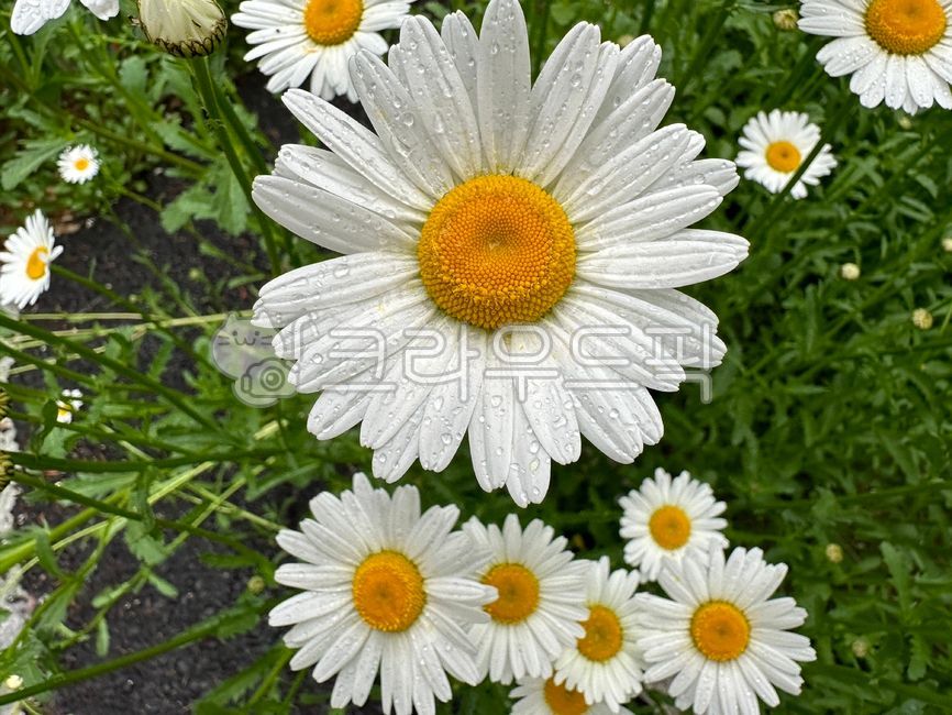daisy,데이지,flower,꽃,꽃잎,anemone,아네모네,계란꽃