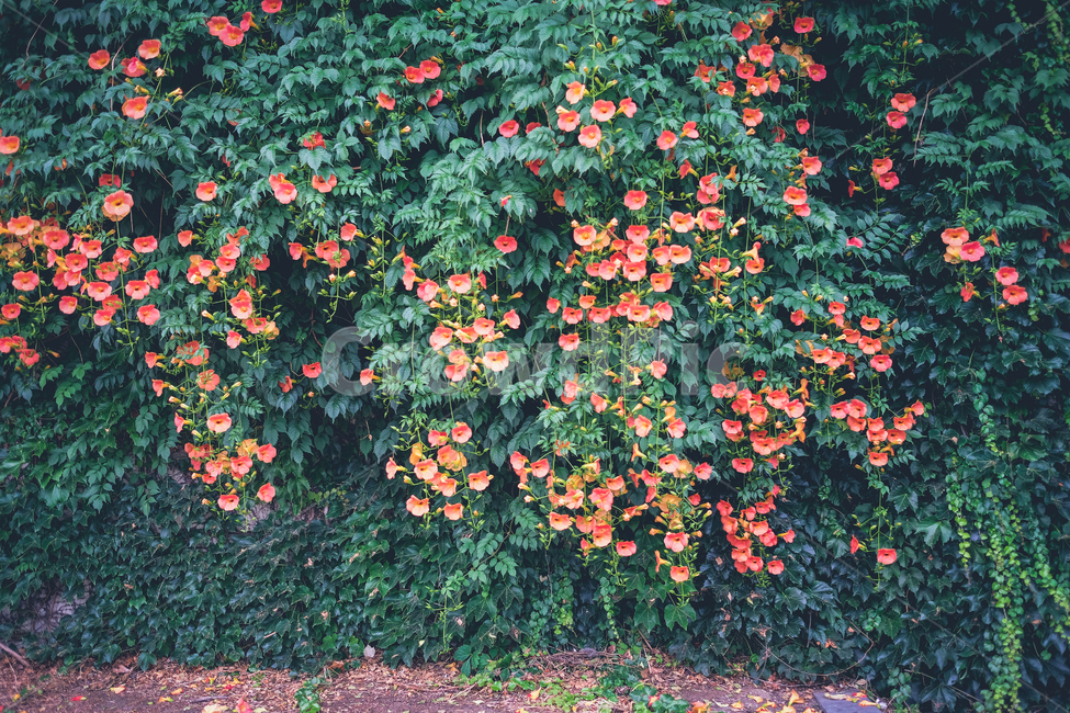 능소화,꽃,꽃벽,여름,비,자연,trumpetcreeper,nature,flower,녹색,greem,식물,자연,plants,nature,꽃,flower,감성,sensible,feeling