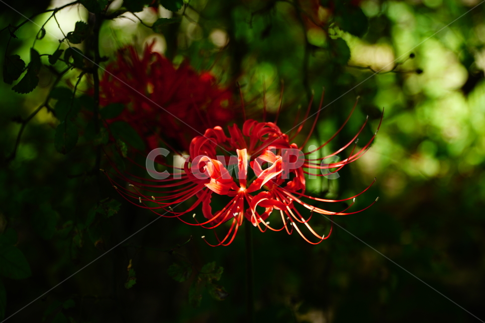 꽃무릇,꽃,식물,플라워,flower,자연,nature,plants,9월,가을,fall,autumn,september,꽃밭,화단,closeup,접사,매크로,마크로,macro,꽃사진,가을꽃,식물,자연,plants,nature,꽃,flower