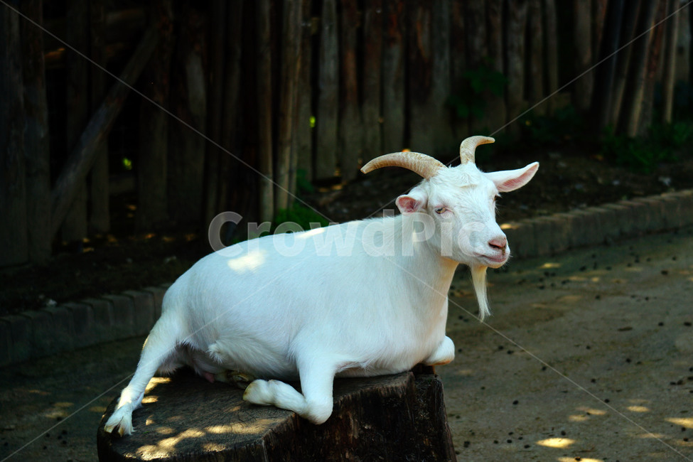 염소,동물,포유류,초식동물,자연,animal,nature,capra,가축,동물,animal,포유류,mammal