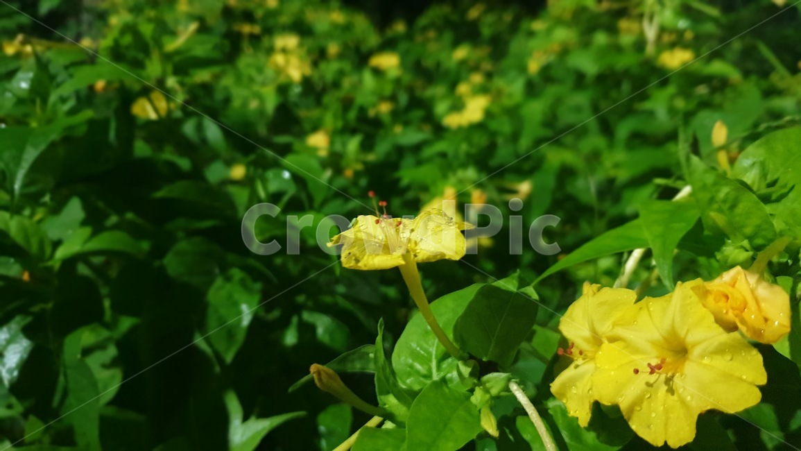 잎,꽃,분꽃,초록,노랑,자주,자연,식물,leaf,flower,mirabilisjalapa,green,yellow,nature,plant,blossom,색감,color,식물,자연,plants,nature,꽃,flower