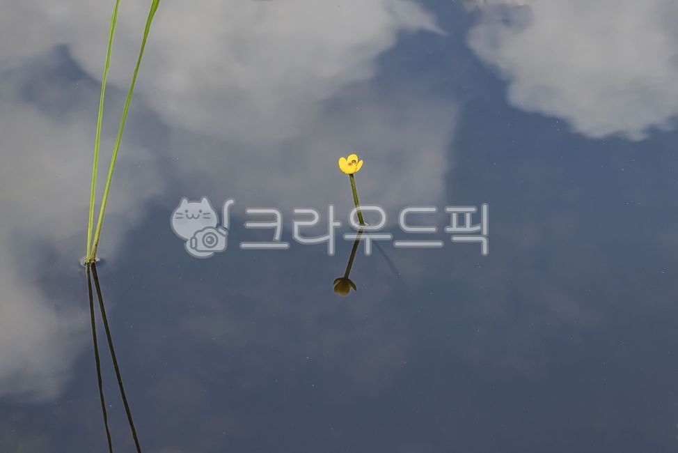 South lotus,lotus,reflection,sky reflection,lake