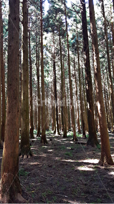 숲,나무,tree,자연,옥외,식물,plant