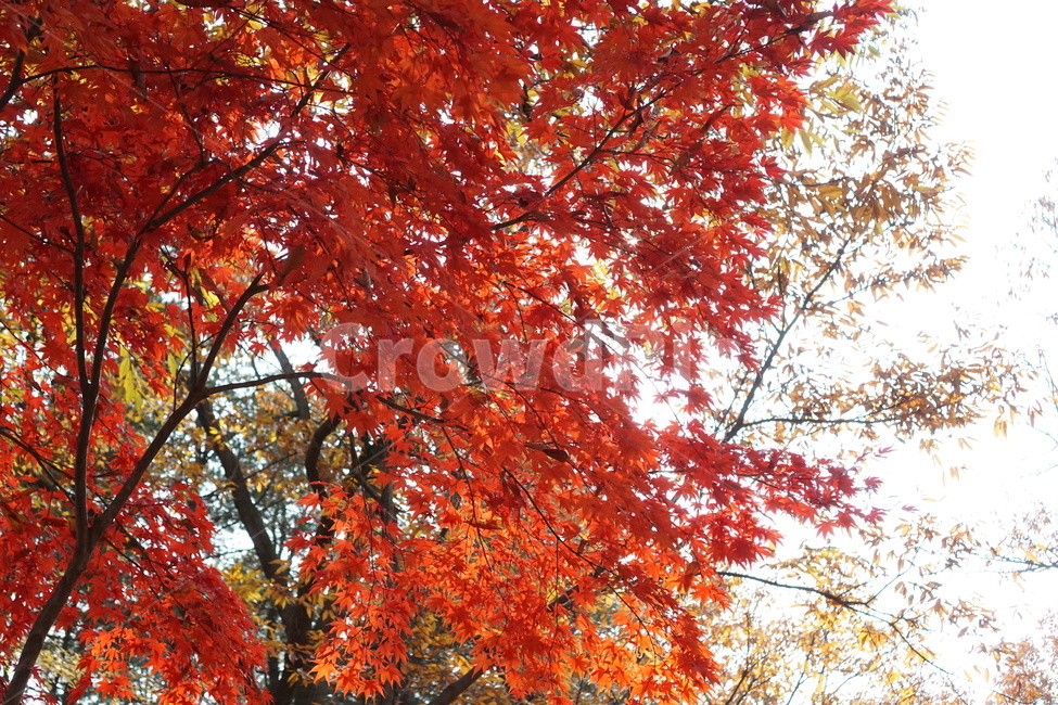 가을,단풍,남이섬,남이섬단풍,가을풍경,가을,계절,fall,autumn,season,plant,식물,leaf,잎,tree,나무,maple