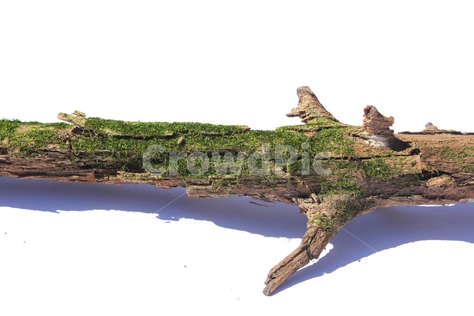 bark,branch,branchesmoss,brown,closeup,detail,dry,green,moss,natural,nature,piece,plant,tree,wood,wooden,이끼,그린,녹색,나뭇가지,오래된,자연,식물,나무,우드,건조한,마른,가지,풀,이끼풀,흰배경,클로즈업,갈색,브라운,나무,trees,wood,누끼,remove background