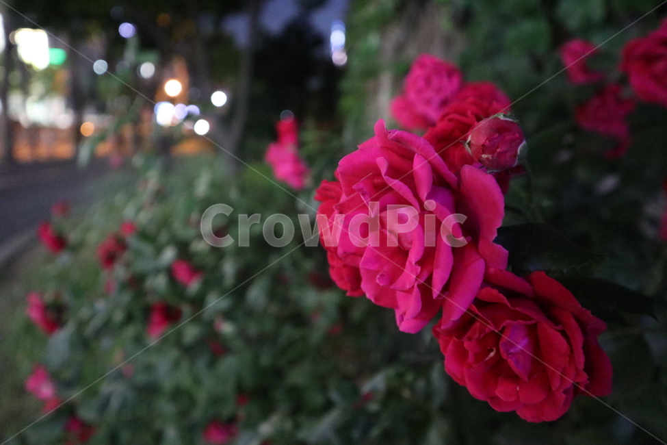 장미,꽃,저녁꽃,dinner,rose,flower,dinnerflower,식물,자연,plants,nature,꽃,flower
