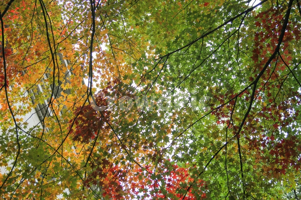 가을,한국,계절사진,korea,seoul,fall,autumn,단풍나무,은행나무,감성사진,덕수궁,식물,풍경,자연풍경,자연,가을,계절,fall,autumn,season,식물,자연,plants,nature,tree,나무,plant,leaf,잎