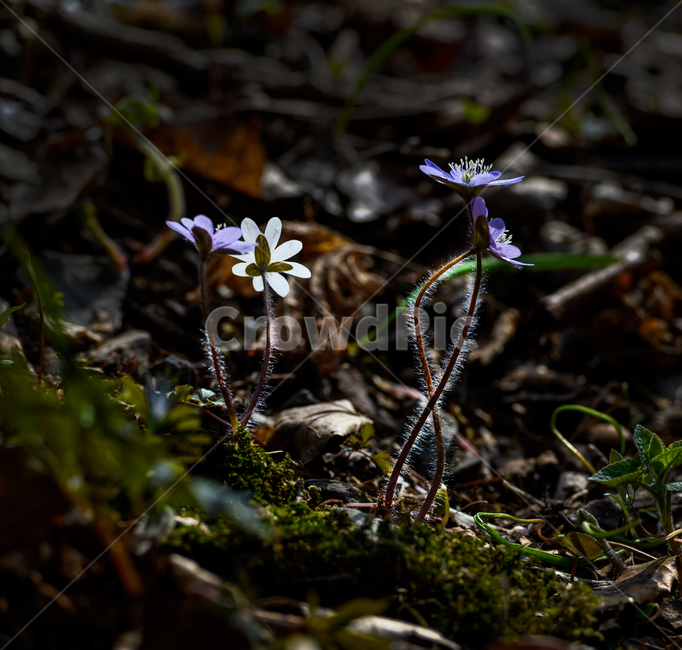 노루귀,식물,꽃,봄꽃,노루귀꽃,식물,자연,plants,nature,꽃,flower
