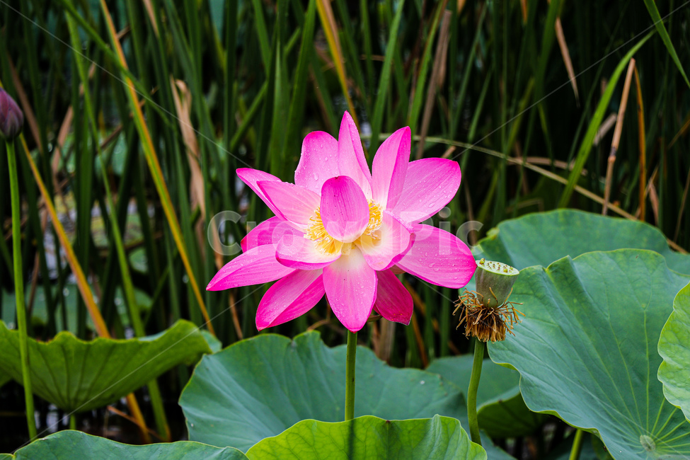 연꽃,여름,꽃,식물,자연,blossom,flower,plant,식물,자연,plants,nature,꽃,flower