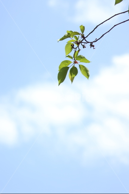흰구름,파랑하늘,연두나무잎,바람,봄,식물,자연,plants,nature