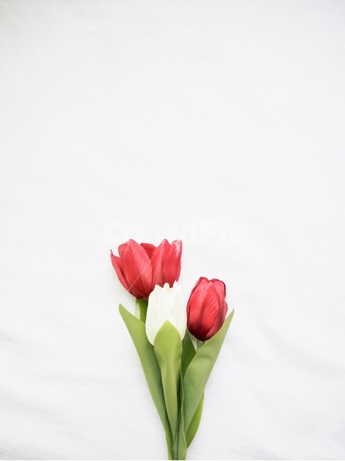 꽃,조화,튤립,빨강,하양,감성,배경화면,flower,tulip,red,white,식물,자연,plants,nature,꽃,flower,기념일,축하,anniversary,congratulation,celebrate,celebration