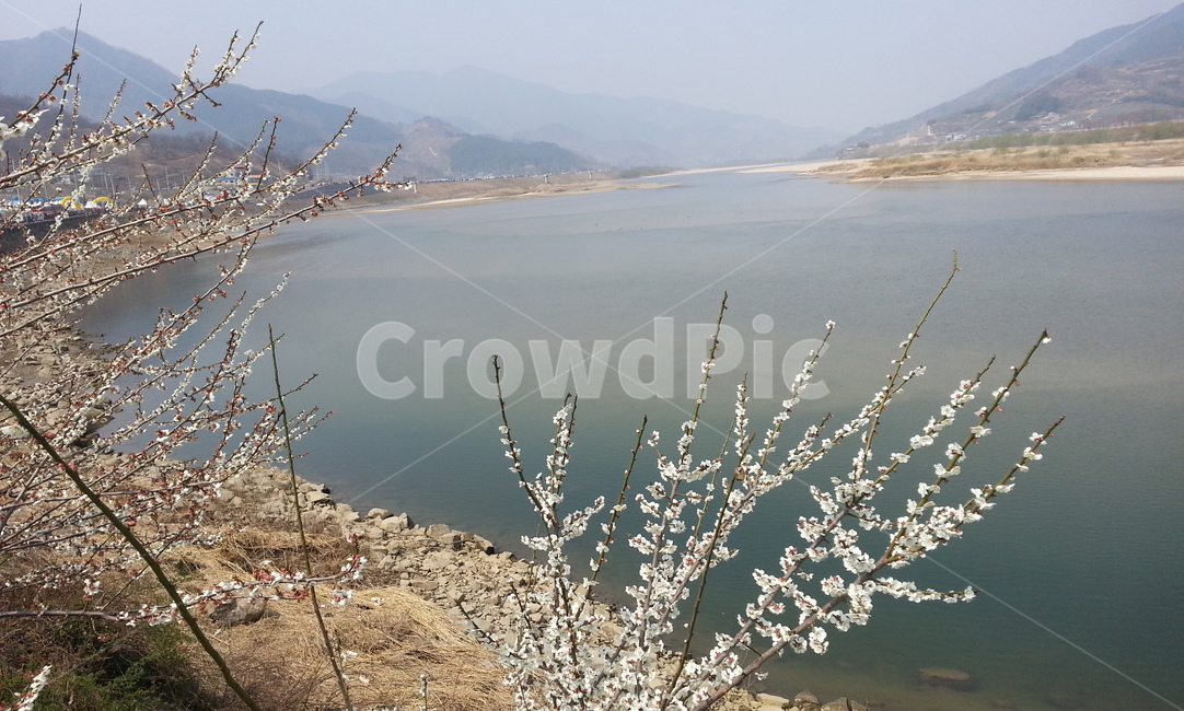봄,강,섬진강,꽃,매화,봄,계절,spring,season,자연,풍경,nature,landscape,water,물,grass,잔디,plant,식물,outdoors,옥외