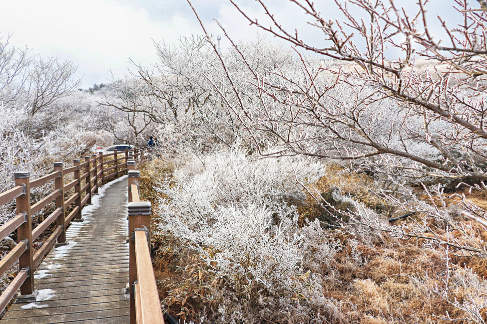 제주도,한라산,1100고지,한라산1100고지,설경,눈꽃,눈,겨울,snow,옥외,자연,다리,bridge,산책로,boardwalk