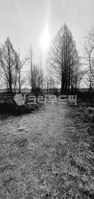 나무,풍경,구도,감성,느낌있는,배경,ground,바닥,숲