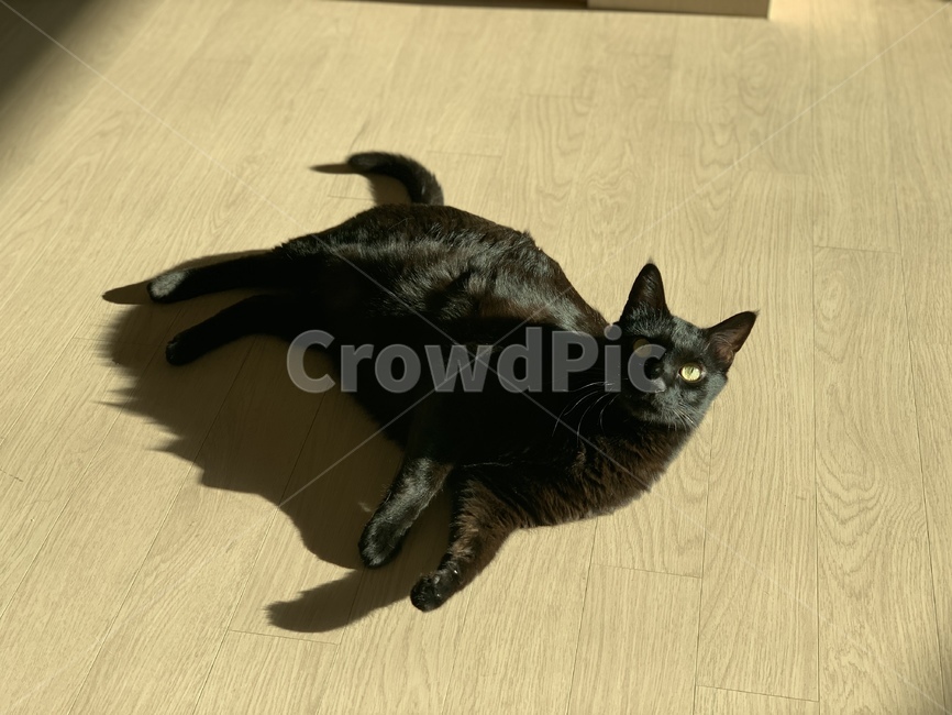 cat,고양이,blackcat,animal,애완동물,pet,동물,bedcat,catnap