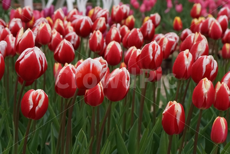 튤립,봄꽃,spring,감성사진,flower,느낌사진,식물,자연,plants,nature,봄,계절,spring,season,꽃,flower,plant,blossom