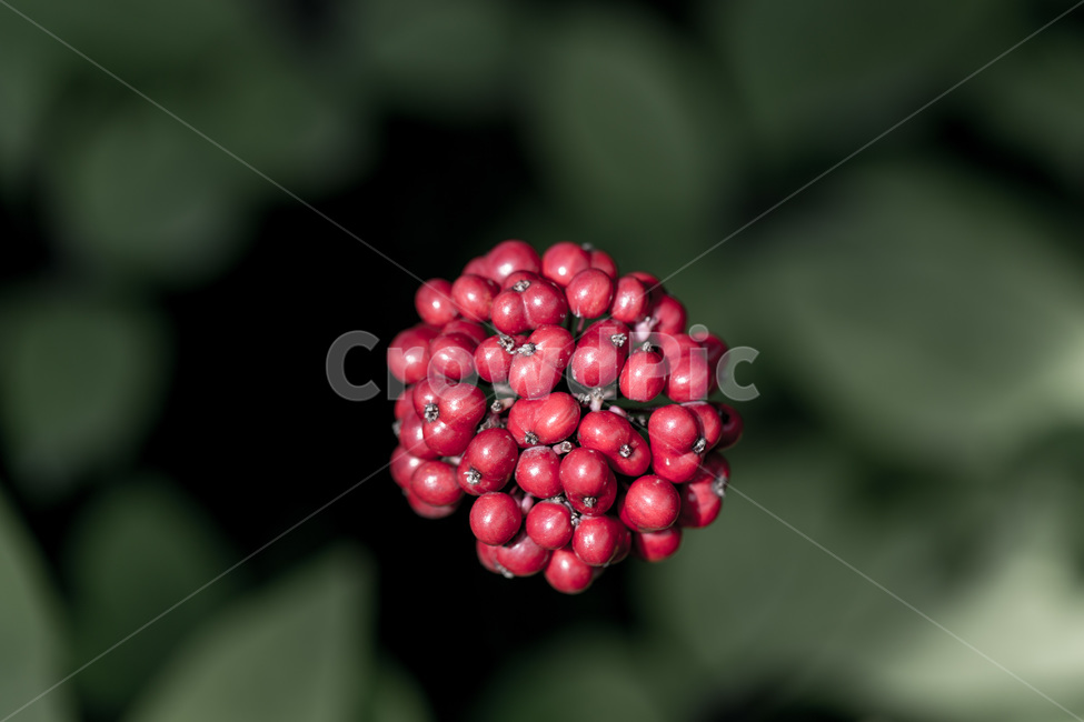 인삼,인삼꽃,열매,씨앗,보약,장수,뇌,식물,자연,plants,nature,과일,열매,fruit