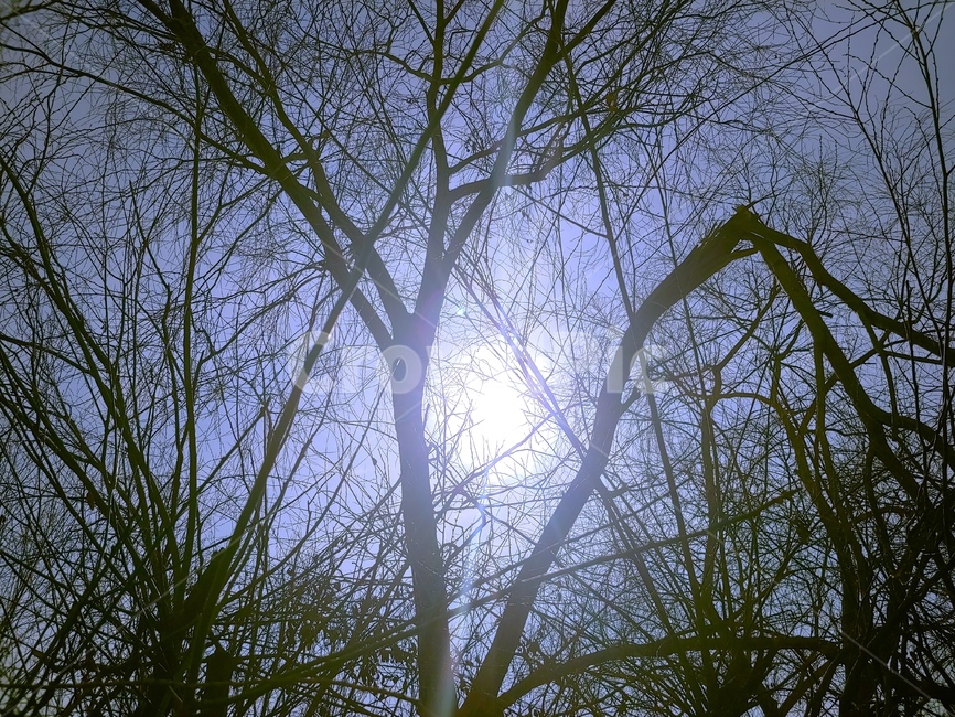 공포,숲속,우거진숲,밤,무서움,나무,꺽인나무,자연,풍경,nature,landscape