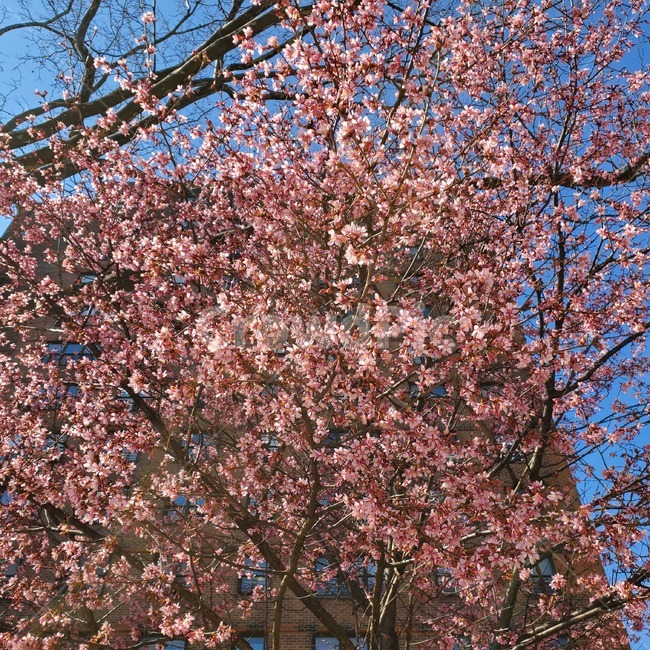 벚꽃,꽃,봄,봄꽃,핑크,꽃나무,나무,식물,cherryblossom,blossom,flower,pink