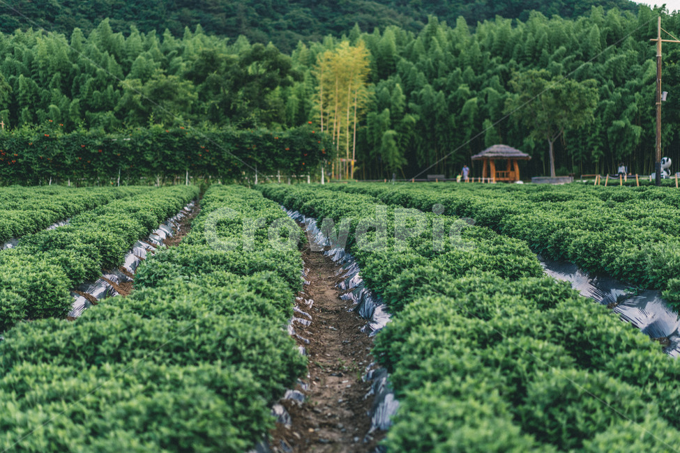 plant,식물,들판,나무,공원,자연,풍경,nature,landscape