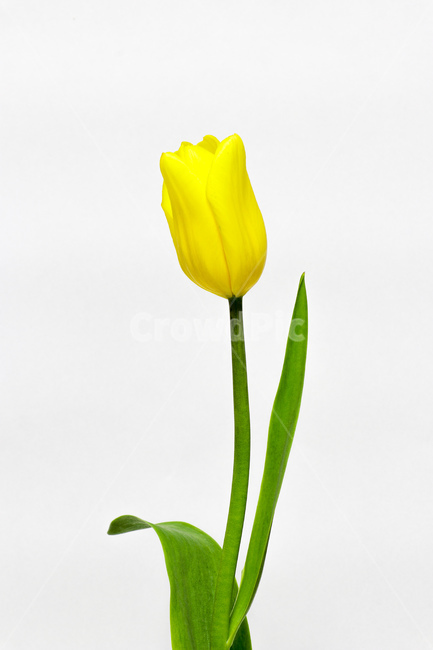 꽃,식물,flower,blossom,plant,튤립,꽃,flower