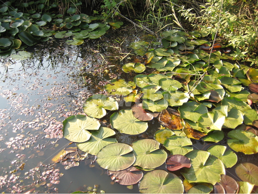 연꽃,연못,호수,호수공원,세종시,세종시호수공원,가을,식물,자연,plants,nature