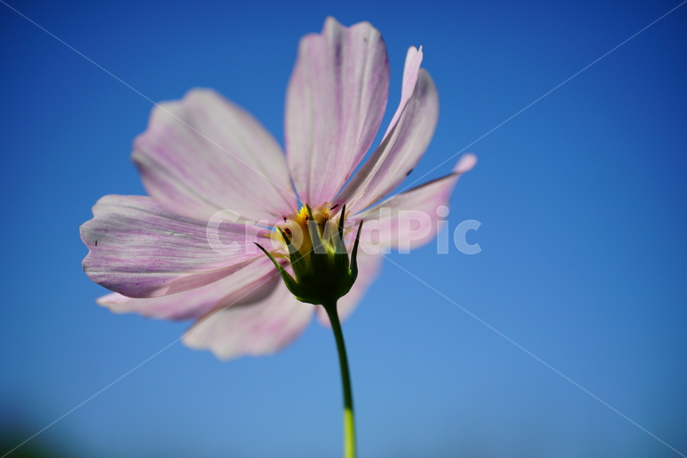코스모스,cosmos,꽃,플라워,flower,자연,nature,식물,plants,가을,autumn,fall,9월,september,클로즈업,closeup,매크로,마크로,macro,접사,꽃사진,가을꽃,가을,계절,fall,autumn,season,식물,자연,plants,nature,꽃,flower,plant