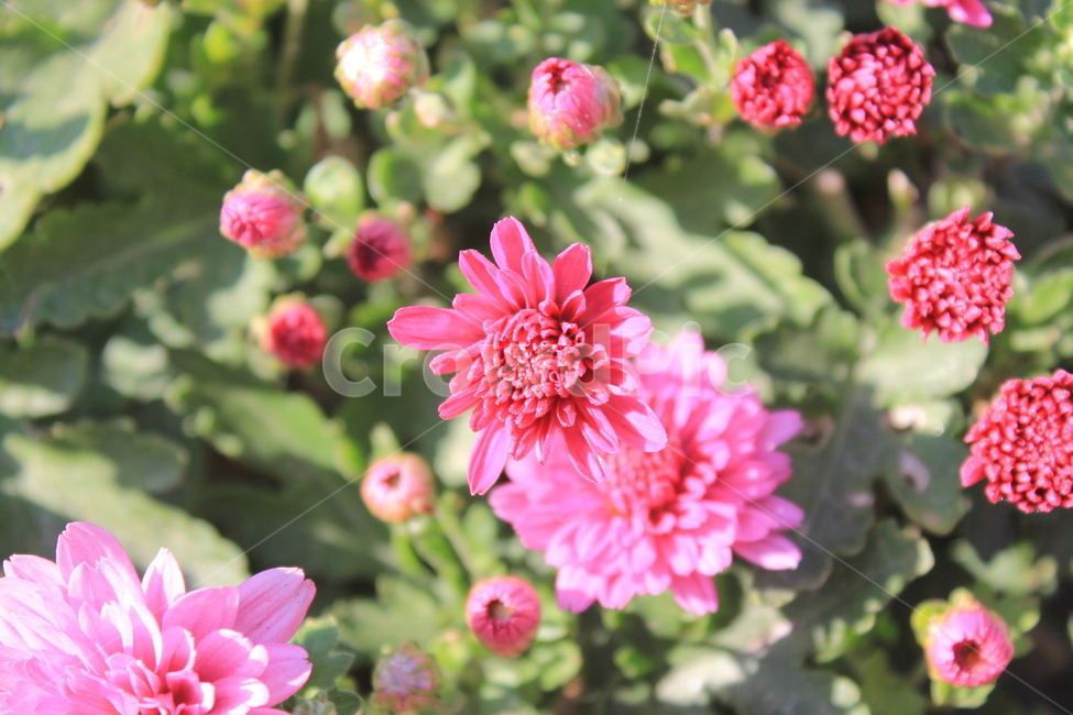 가을,다알리아,꽃,식물,autumn,fall,dahlia,blossom,plant,flower,flowers,식물,자연,plants,nature,꽃,flower