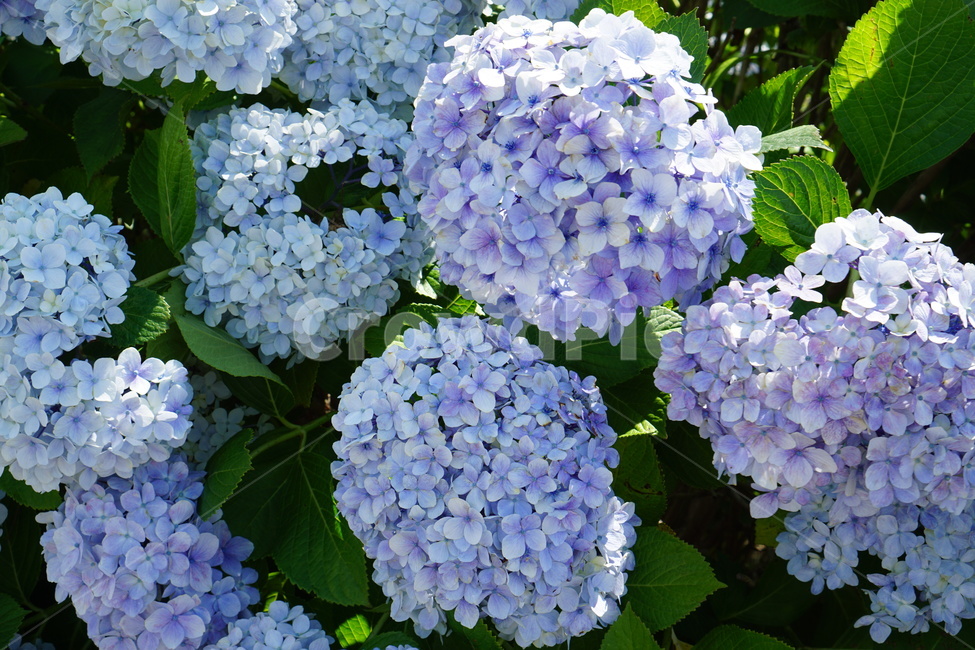 수국,보라색,파란색,제주도,꽃