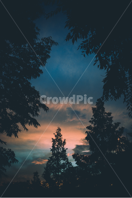 나무,메타세콰이어,노을,하늘,저녁,자연,풍경,nature,landscape,tree,plant,식물,fir,전나무