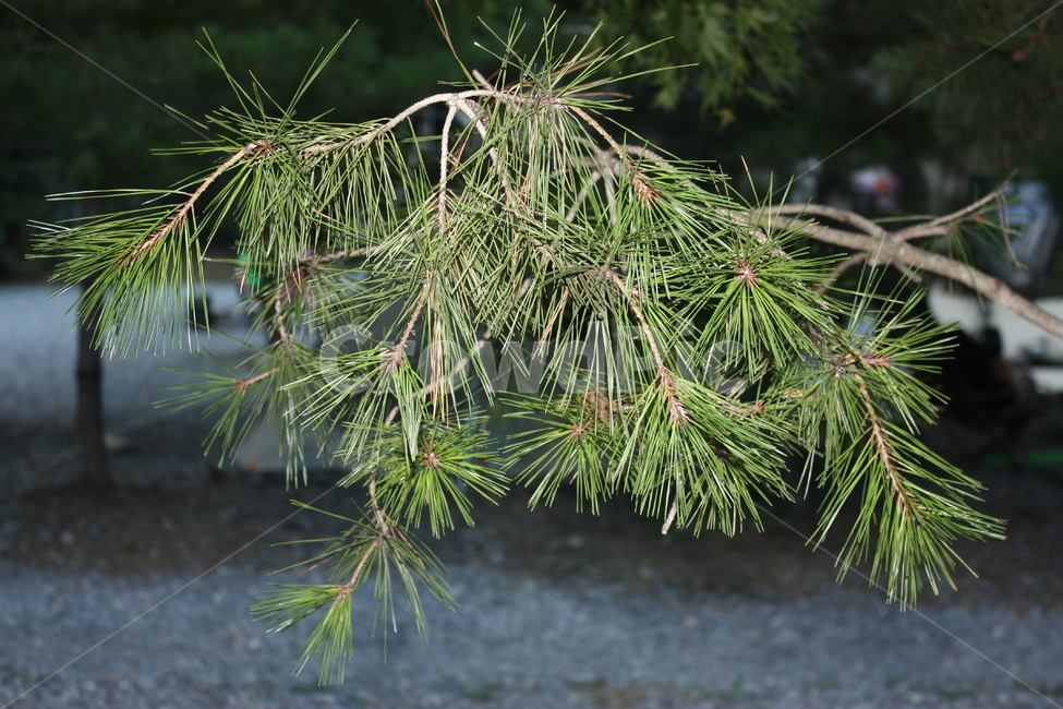nature,소나무,나무,자연,tree