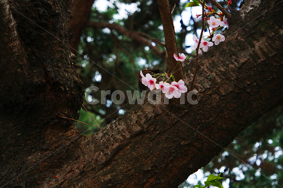 나무,벚꽃,봄,분홍,식물,나뭇가지,tree,flower,pink,cherryblossoms,spring,자연,view,scenery,sight,landscape,sensibility