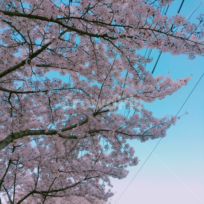 벚꽃,꽃,하늘,예쁜하늘,봄,봄,계절,spring,season,식물,자연,plants,nature,꽃,flower,plant,blossom,cherry blossom