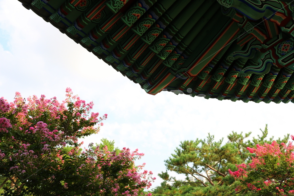배롱나무,배롱꽃,꽃,나무,식물,낙엽활엽수,부처꽃과,자연