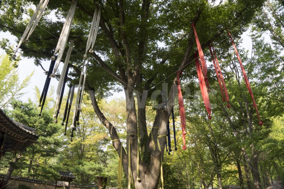 수호신,나무,민속촌,성황당,서낭당,천,하늘,녹색,자연,예술,도시,타워,빛,파란색,용,물,성,사원,상상력,건축,스타,드로잉,마법사,정신,고대,태양,강,바람,오래된,동상,동물,중세,언덕,보호,조각,여관,타로,건물,기호,여행,아름다움,야외,역사,랜드마크,사랑,정원,식물,자연,plants,nature,한국전통,한국문화,korean traditional,korean culture,종교,신앙,religion,belief,faith