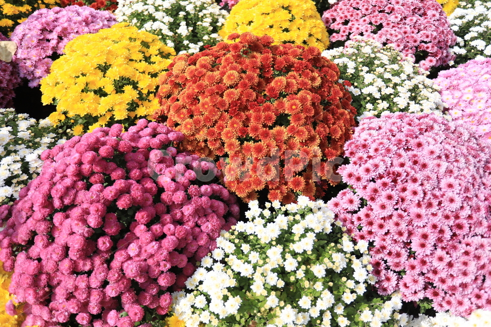 힐링,꽃,치유,여유,풍경,식물,자연,plants,nature,꽃,flower