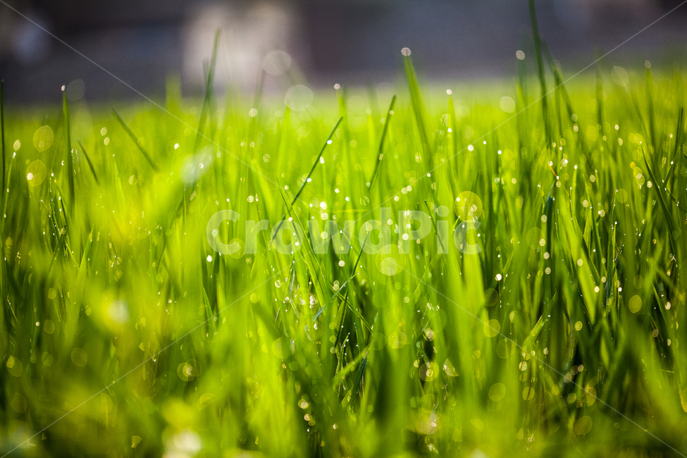 이슬,물방울,dew,보케,영롱,싱그러움,식물,자연,plants,nature,휴식,힐링,rest,relaxation,healing