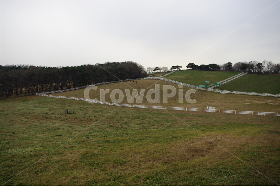 목장,울타리,나무,겨울,풍경,자연,풍경,nature,landscape,field,들,outdoors,옥외,grassland,목초지,farm,농장,rural,농촌