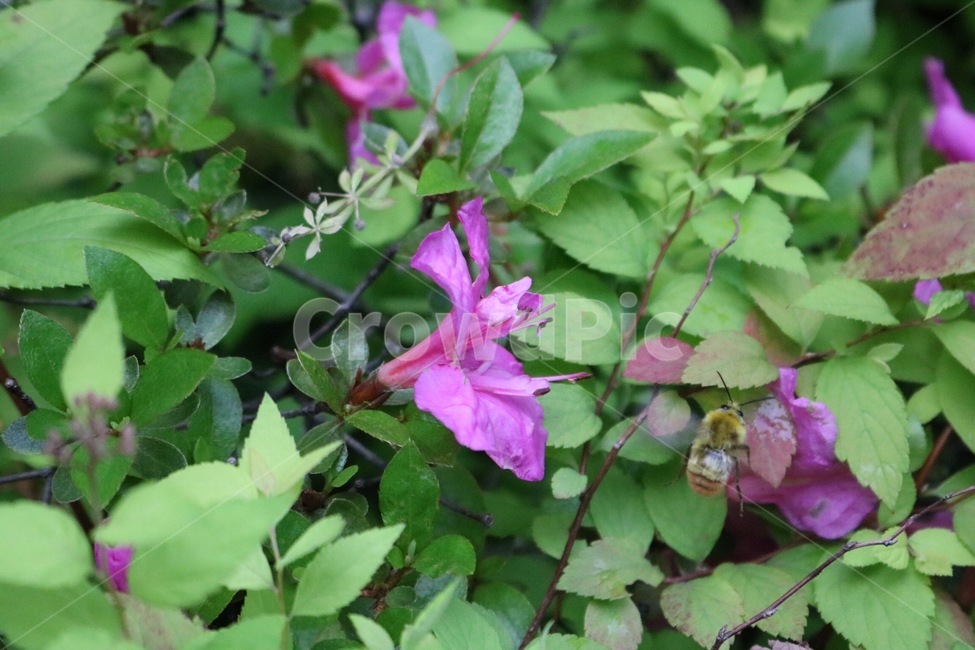 식물,곤충,꽃,자연,벌,plants,insect,flower,nature,bee,shokubutsu,konchuu,hana,hachi,분홍,초록,pink,green,pinku,midori,식물,자연,plants,nature,꽃,flower