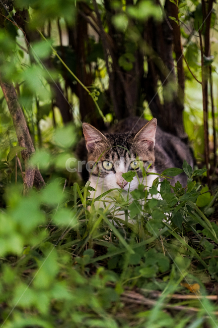 고양이,동물,포유류,길냥이,cat,animal,pet,plant,식물,동물,animal,포유류,mammal,고양이,cat,kitten,kitty