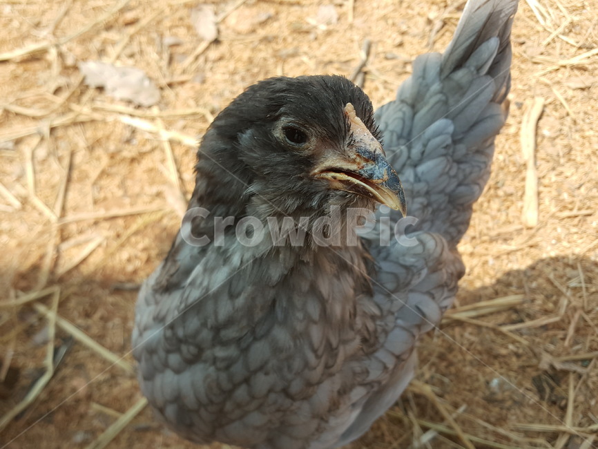 닭,청계,가축,동물,청계닭,시골,자연,달걀,청란,동물,animal,조류,새,birds