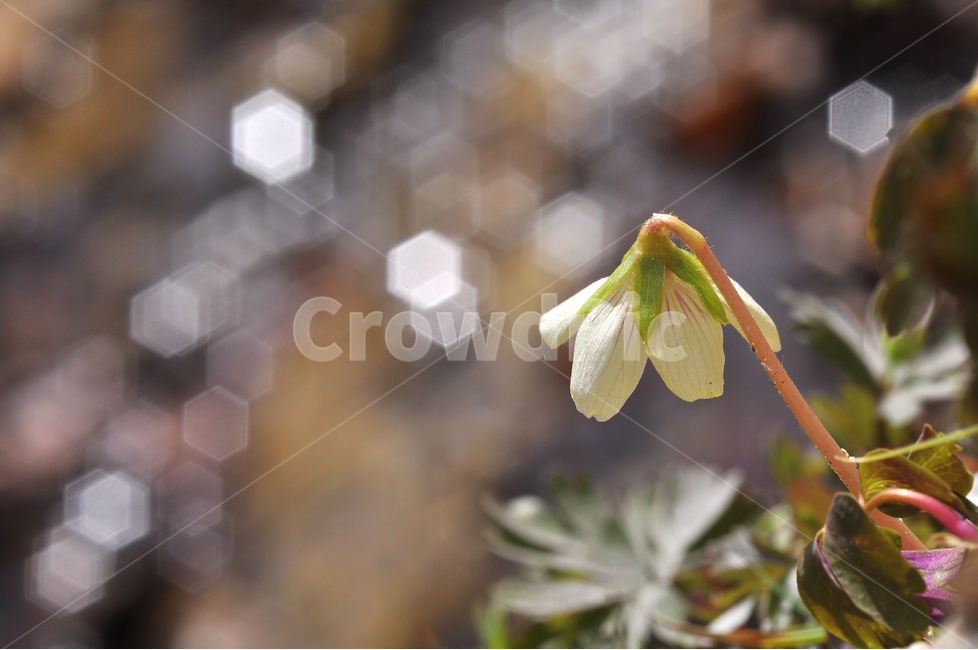 봄꽃,야생화,고산식물,예쁜,보케,빛망울,수줍은,작은,귀여운,pretty,flowers,식물,꽃,우리꽃,토종,산에피는꽃,큰괭이밥,다소곳이,계곡가,물가,봄,계절,spring,season,식물,자연,plants,nature,꽃,flower,plant,leaf,잎