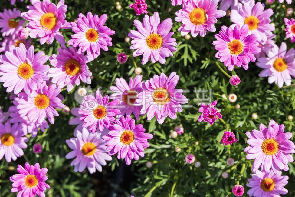 sunshine,marguerite,spring,red,horticulture,leaves,flowers,flowerbed,warm,plant,stems,In marigut,flower bed,gardening,Marigut,flowergarden,perennial plant,flower garden,astergenus,petals,thirsty margaret,petal,plants,argyranthemumfrutescens,green,Horticul